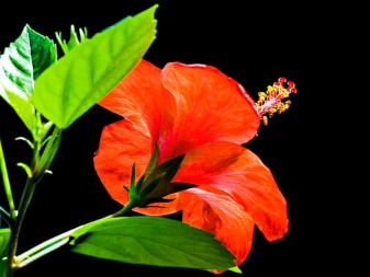 Bỏ túi 5 cách trị mụn bọc hiệu quả nhờ lá cây